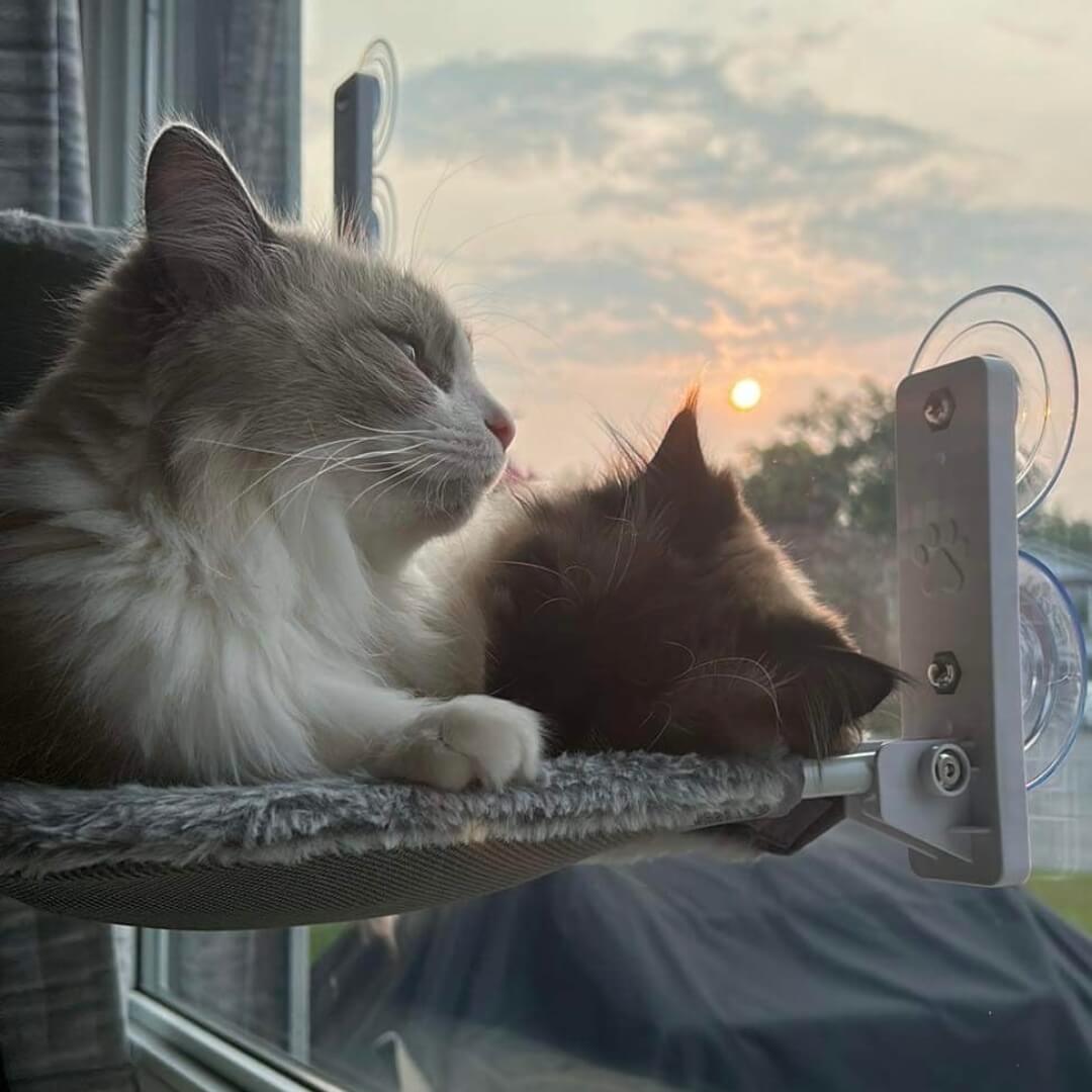 Cat Safety Bed With Heavy Duty Suction Cups